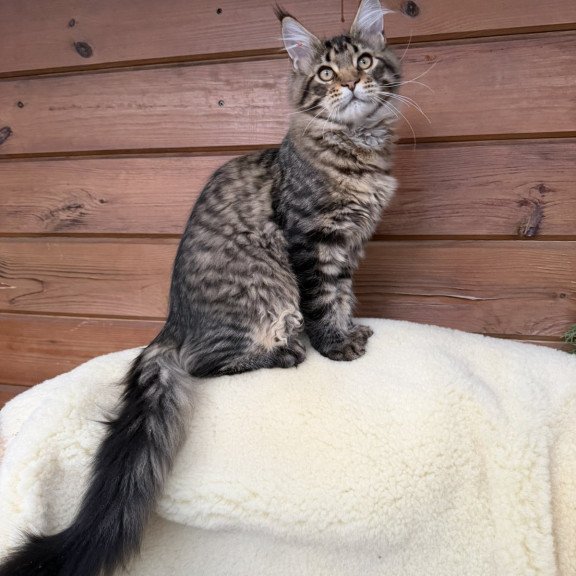 Maine Coon EZ Ulfred
