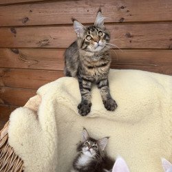 Maine Coon EZ Ulfred