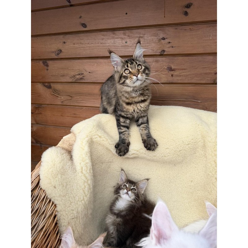 Maine Coon EZ Ulfred