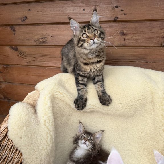 Maine Coon EZ Ulfred