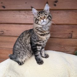 Maine Coon EZ Ulfred
