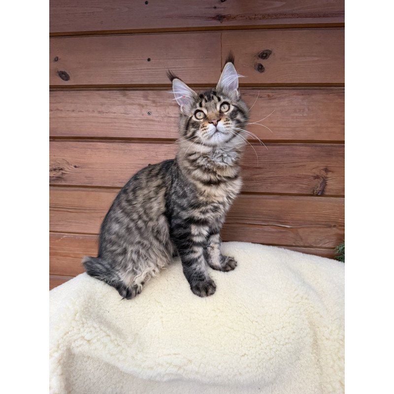Maine Coon EZ Ulfred