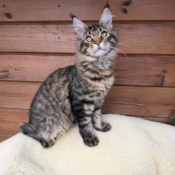 Maine Coon EZ Ulfred