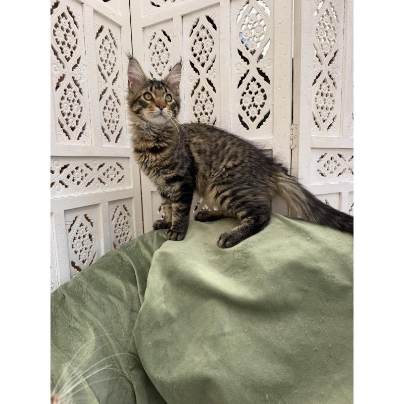 Maine Coon EZ Ulfred