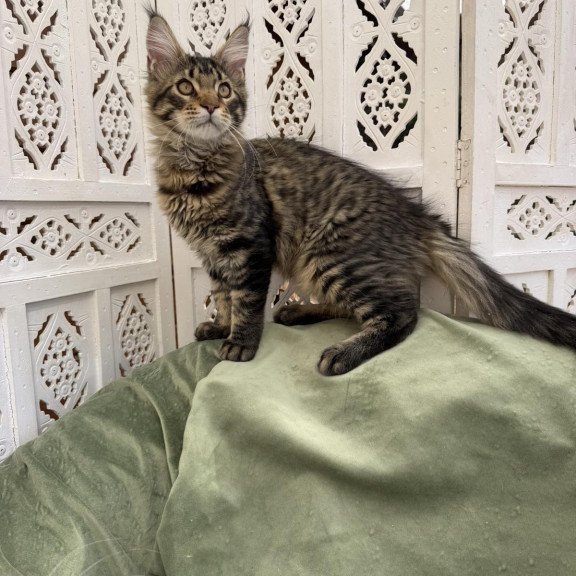 Maine Coon EZ Ulfred