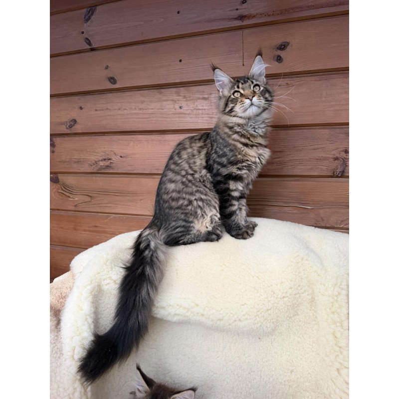 Maine Coon EZ Ulfred