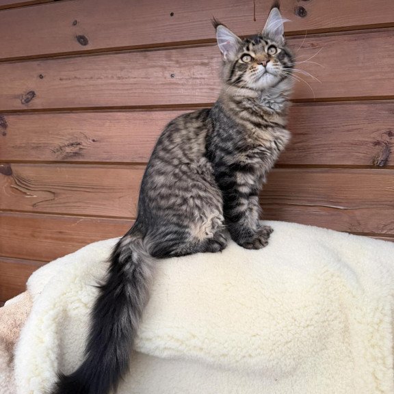 Maine Coon EZ Ulfred