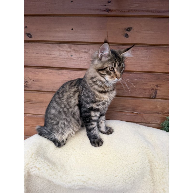 Maine Coon EZ Ulfred