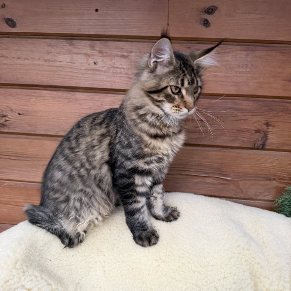 Maine Coon EZ Ulfred