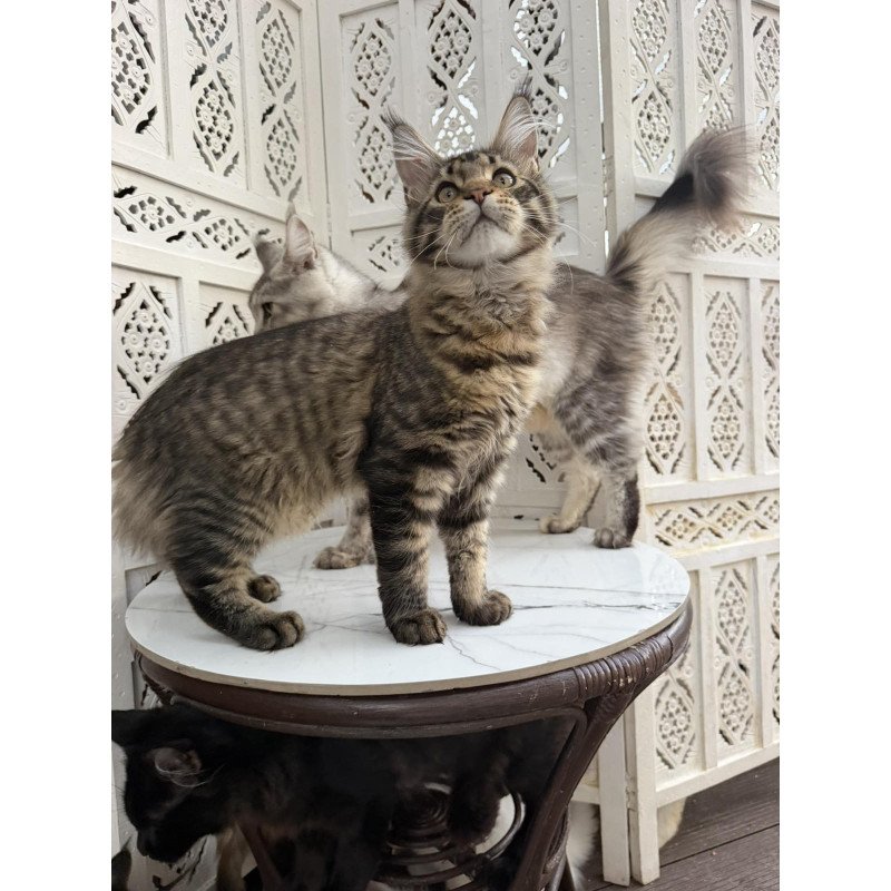 Maine Coon EZ Ulfred