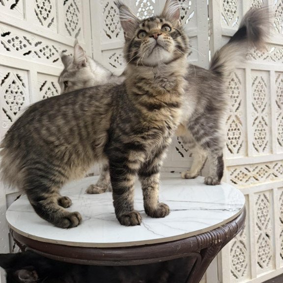 Maine Coon EZ Ulfred