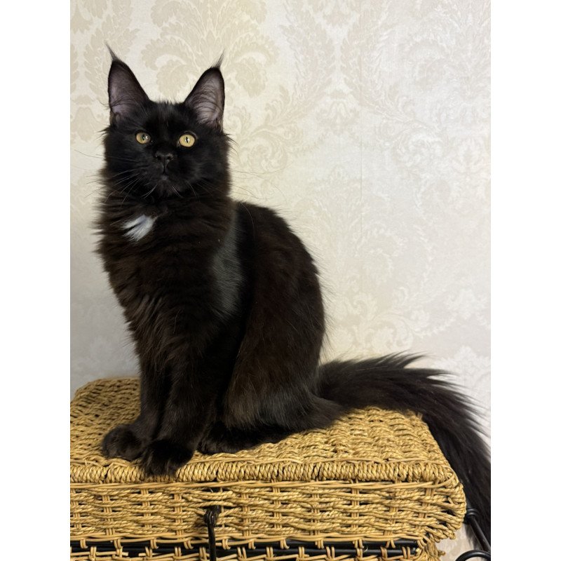Maine Coon EZ Avrora