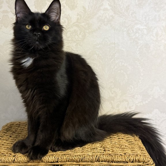 Maine Coon EZ Avrora