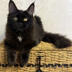Maine Coon EZ Avrora