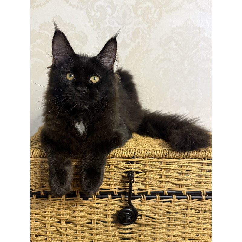 Maine Coon EZ Avrora