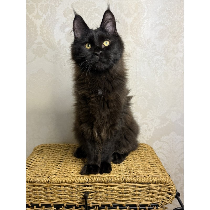 Maine Coon EZ Avrora