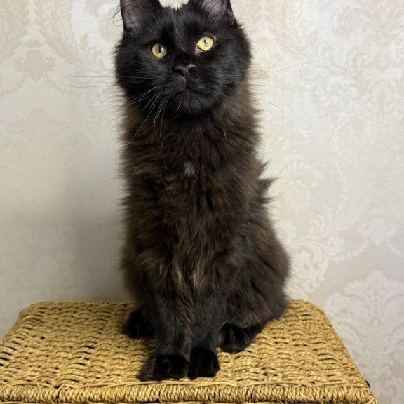 Maine Coon EZ Artem