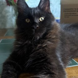 Maine Coon EZ Artem