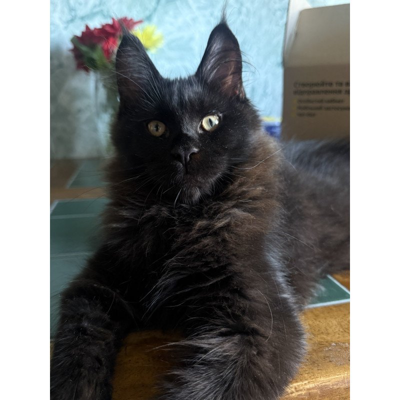 Maine Coon EZ Artem