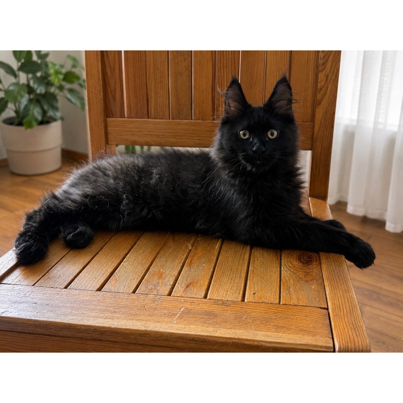 Maine Coon EZ Artem