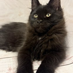 Maine Coon EZ Artem