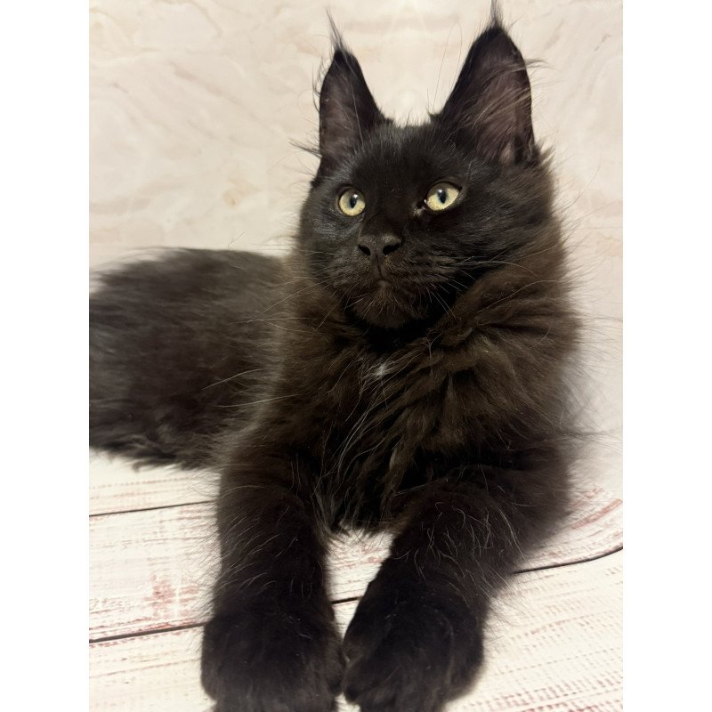 Maine Coon EZ Artem