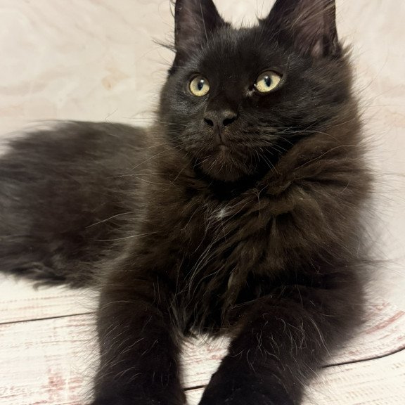 Maine Coon EZ Artem