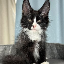 Maine Coon EZ Quasar
