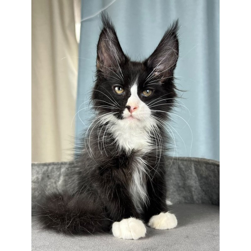Maine Coon EZ Quasar