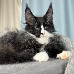 Maine Coon EZ Quasar