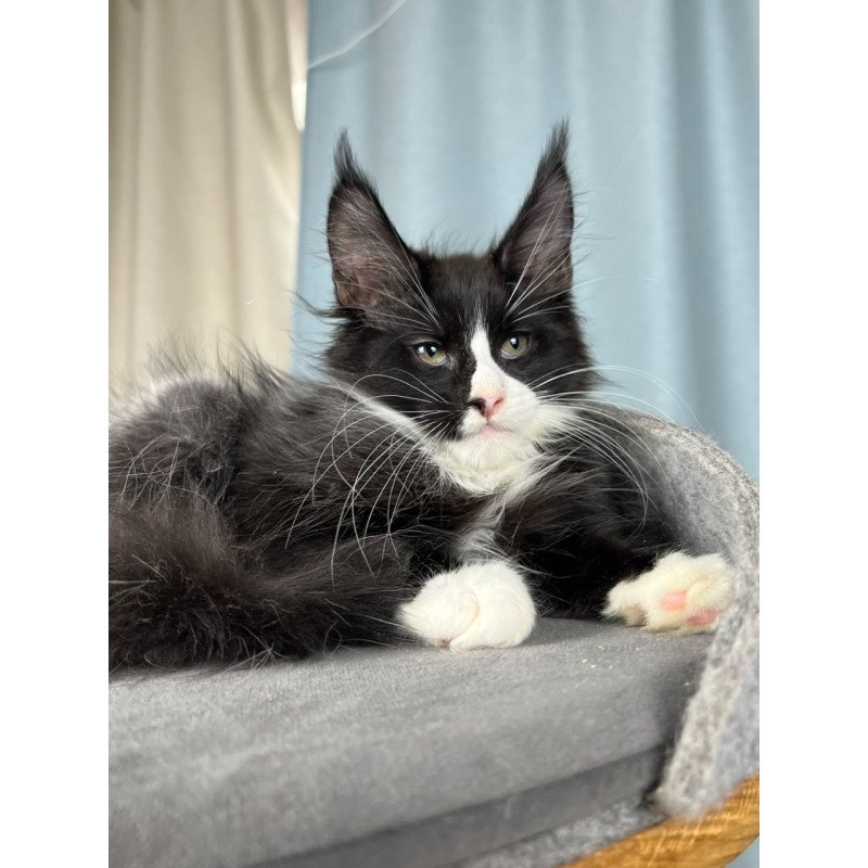 Maine Coon EZ Quasar