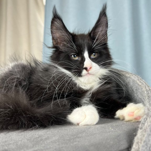 Maine Coon EZ Quasar