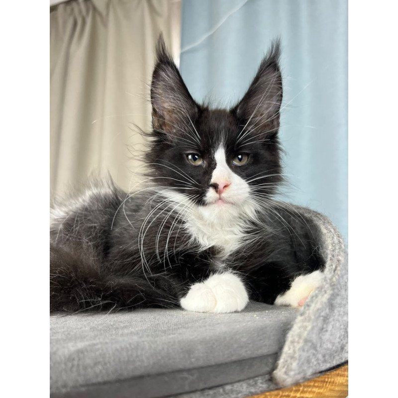 Maine Coon EZ Quasar