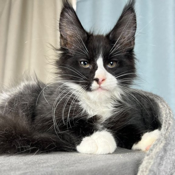Maine Coon EZ Quasar