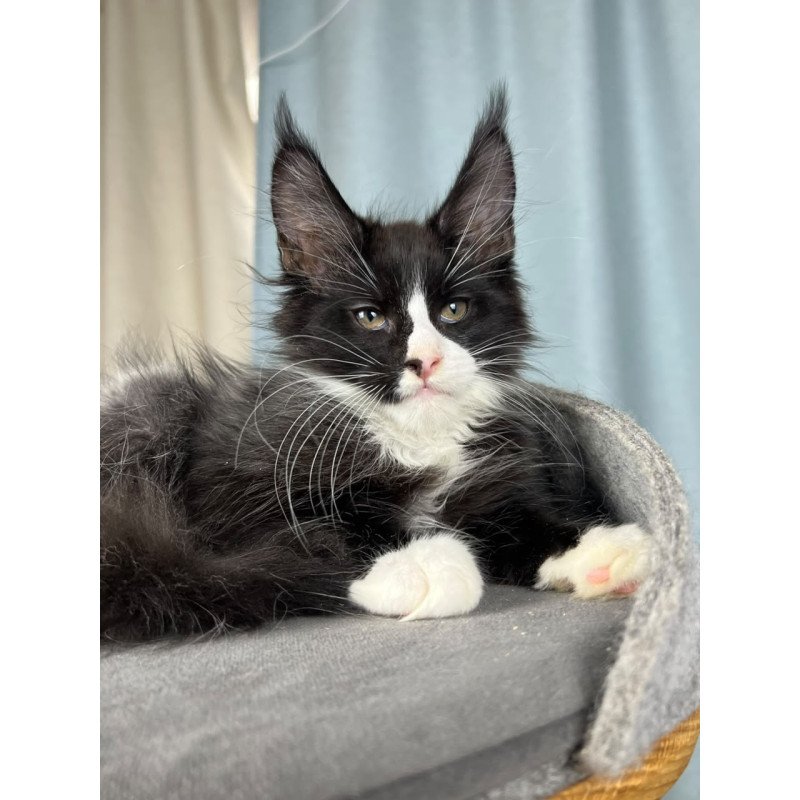 Maine Coon EZ Quasar