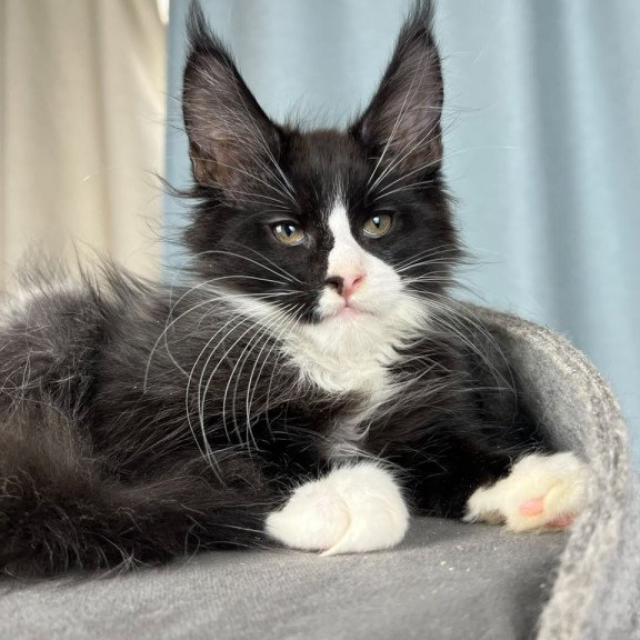 Maine Coon EZ Quasar
