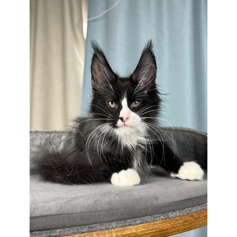 Maine Coon EZ Quasar