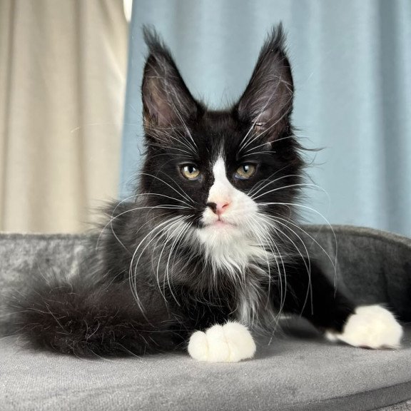Maine Coon EZ Quasar