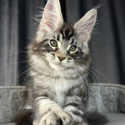 Maine Coon EZ Russell...