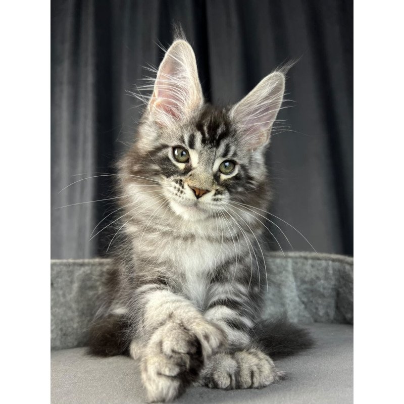 Maine Coon EZ Russell Polydactyl