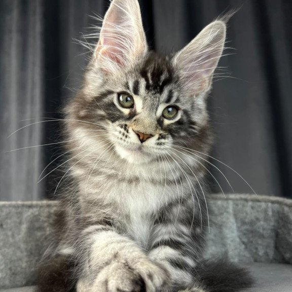 Maine Coon EZ Russell Polydactyl