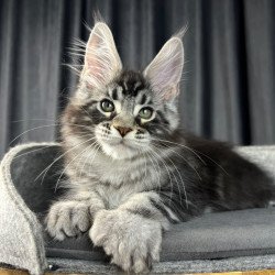Maine Coon EZ Russell...