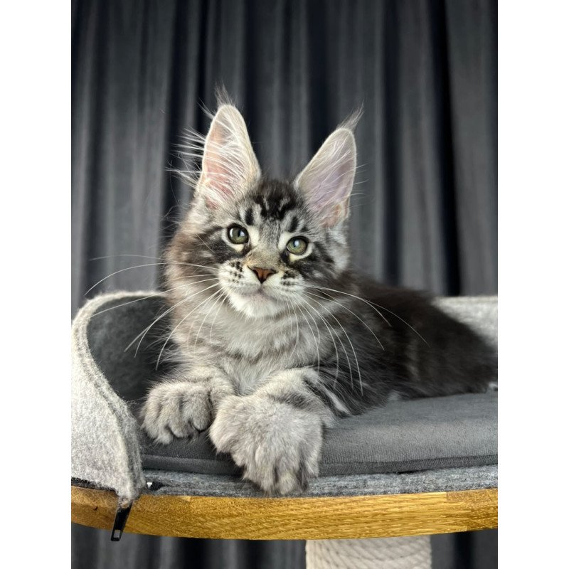 Maine Coon EZ Russell Polydactyl