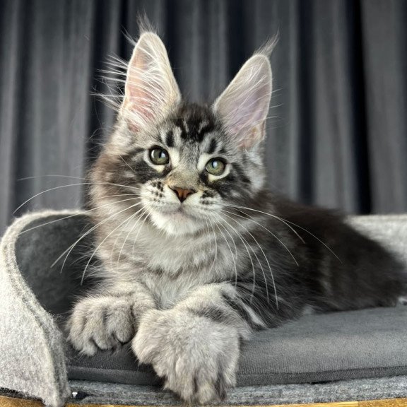 Maine Coon EZ Russell Polydactyl
