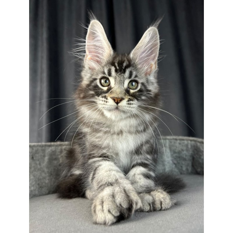 Maine Coon EZ Russell Polydactyl