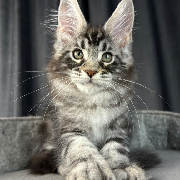 Maine Coon EZ Russell Polydactyl