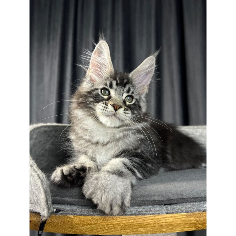 Maine Coon EZ Russell Polydactyl