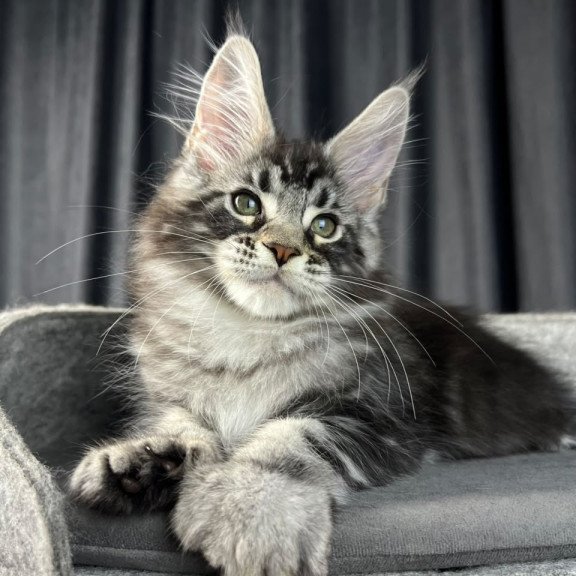 Maine Coon EZ Russell Polydactyl
