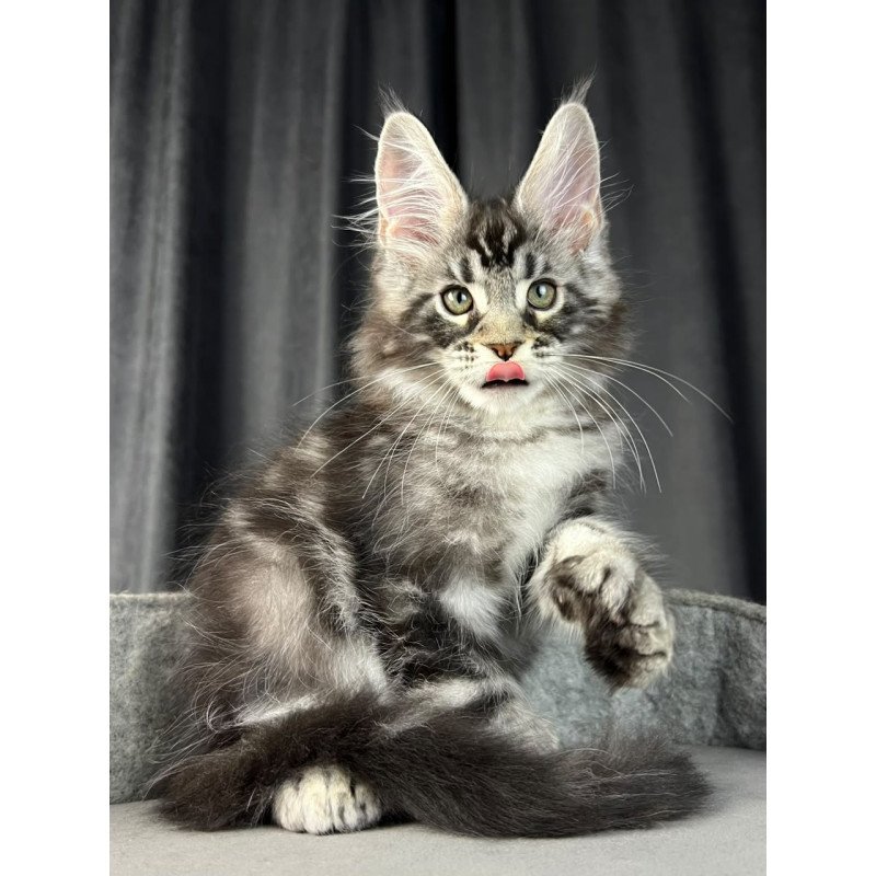 Maine Coon EZ Russell Polydactyl