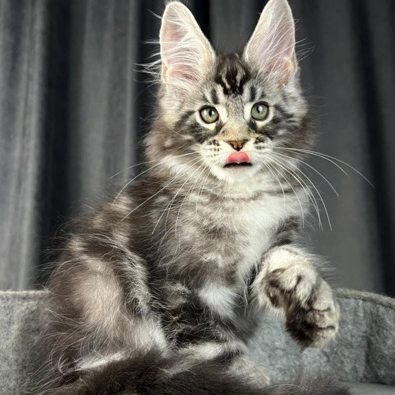 Maine Coon EZ Russell Polydactyl